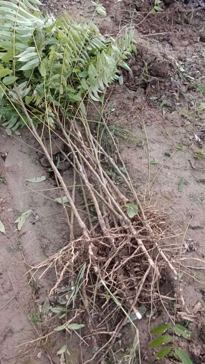 出售臭椿苗，巨峰葡萄苗。药用连翘苗，科研五号优质种苗，2/5年苗，药用连翘树，挂果树，全国包邮到家！财富密码18534302961