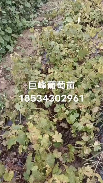 巨峰葡萄苗，一年扦插苗，苗圃基地直销。需要联系我18534302961