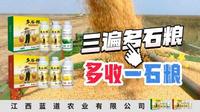 冬季种植，油菜，小麦，草莓等作物的，出现了除草剂药害，黄叶，僵苗，苗不长等问题，马上用多石粮，确保5天见到效果。