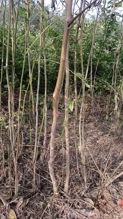 出售臭椿苗，巨峰葡萄苗。药用连翘苗，科研五号优质种苗，2/5年苗，药用连翘树，挂果树，全国包邮到家！财富密码18534302961