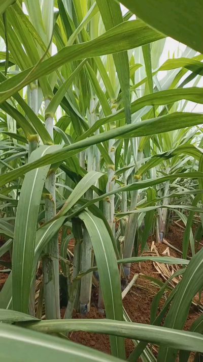 广西黑皮果蔗，从苗期到生长期全过程，高度，叶子长式
