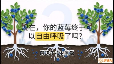 第3节：别把树&ldquo;憋死&rdquo;&mdash;&mdash;正确的定植与换盆手法,   课程：《蓝莓&ldquo;高产&rdquo;实战课：从选苗到丰收的10个关键点》