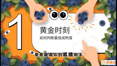 第10节：完美的&ldquo;果粉&rdquo;&mdash;&mdash;采摘时机与保鲜， 课程：《蓝莓&ldquo;高产&rdquo;实战课：从选苗到丰收的10个关键点》