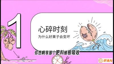 第08节：微量元素与保果&mdash;&mdash;&ldquo;补硼又补钙，果子不裂坏&rdquo;《槟榔种植：从不懂到精通的10堂必修课》