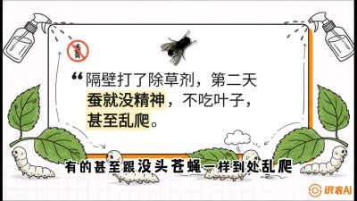 第05节：养蚕人的&ldquo;排雷战&rdquo;&mdash;&mdash;除草剂的生死禁忌，课程：《桑海淘金：桑树高产与蚕桑安全进阶实战课》