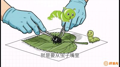 第07节：虫口夺叶（下）&mdash;&mdash;不得不打药时的&ldquo;解毒术&rdquo;，课程：《桑海淘金：桑树高产与蚕桑安全进阶实战课》
