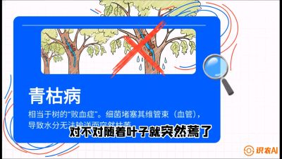 第08节：看不见的杀手&mdash;&mdash;青枯病与萎缩病，课程：《桑海淘金：桑树高产与蚕桑安全进阶实战课》