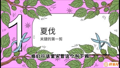 第11节：叶果双收&mdash;&mdash;特殊的夏伐与冬伐，课程：《桑海淘金：桑树高产与蚕桑安全进阶实战课》