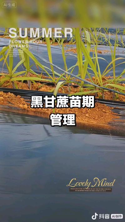 2025年11月份种下去的黑甘蔗苗