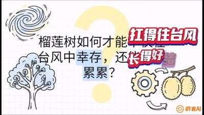 第四节：中国榴莲突围战：为生存重塑权型，抗台风矮化栽培与力学牵引，课程：《国产榴莲突围战：从泰国经验到中国实操的8堂必修课（高阶实战版）》
