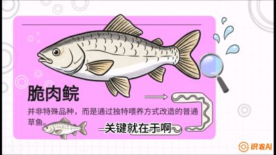 第六节：【老品升级&middot;脆肉鲩】如何让草鱼身价翻倍？，课程：《黄金鳞甲：2025中国淡水鱼高效养殖实战营》