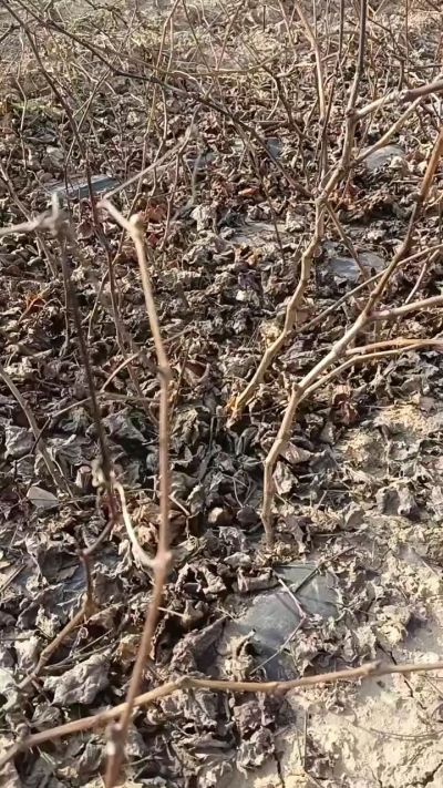 巨峰葡萄苗，一年扦插苗，，全国包邮到家！需要联系18534302961