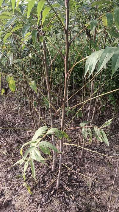 臭椿树苗，一年苗，需要联系我