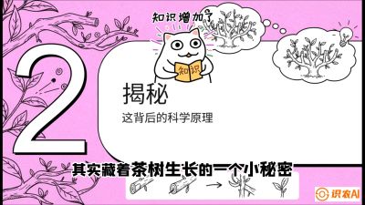 第04节（修剪篇）：树势复活术：从&ldquo;越剪越弱&rdquo;到&ldquo;枝繁叶茂&rdquo;的能量管理与夏秋茶逆袭，课程：《茶金时代：从&ldquo;看天吃饭&rdquo;到&ldquo;精准控局&rdquo;的茶叶高产提质实战课》