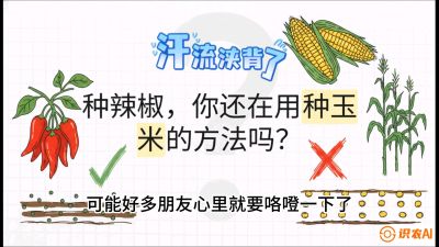 第1节：【品种定江山】工业辣椒vs小米辣：底肥公式与密度陷阱的&ldquo;百万生意经&rdquo;，课程：《辣椒种植实战特训营，从工业辣椒到精品小米辣，教你如何把&ldquo;草&rdquo;种成&ldquo;金&rdquo;》