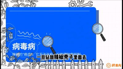 第5节：【病毒病阻击】辣椒的&ldquo;癌症&rdquo;怎么治？从&ldquo;绝收恐慌&rdquo;到&ldquo;带毒生产&rdquo;的逆转术，课程：《辣椒种植实战特训营，从工业辣椒到精品小米辣，教你如何把&ldquo;草&rdquo;种成&ldquo;金&rdquo;》