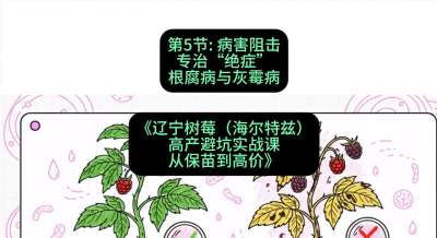 第五节： 病害阻击&mdash;&mdash;专治&ldquo;绝症&rdquo;根腐病与灰霉病，课程：《辽宁树莓（海尔特兹）高产避坑实战课：从保苗到高价》