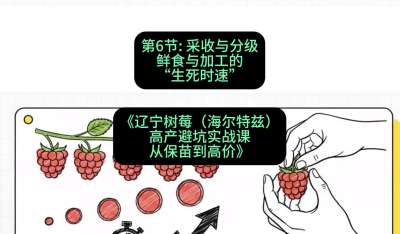 第六节： 采收与分级&mdash;&mdash;鲜食与加工的&ldquo;生死时速&rdquo;，课程：《辽宁树莓（海尔特兹）高产避坑实战课：从保苗到高价》