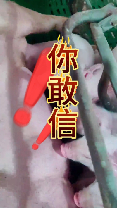 小猪抢不到奶，干瘦不长肉？成活率总上不去？😭
自从用上南商农科这款仔猪补奶机，再也没这烦恼！
✅ 一键设置下料参数，新手也能上手
✅ 恒温补奶，小猪抢着喝，长势超均匀
从车间精工组装到猪场落地使用，每