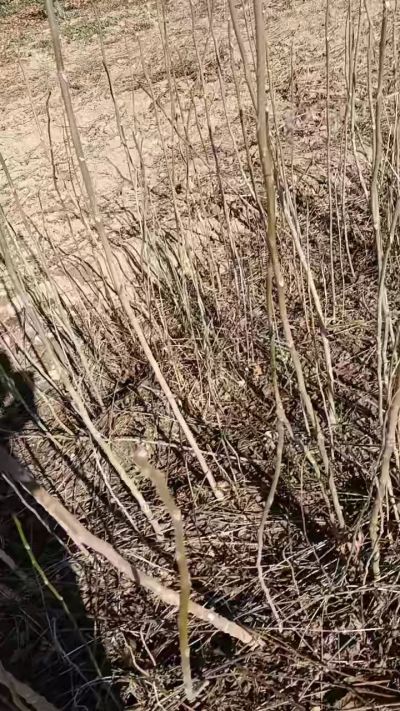 出售臭椿苗，巨峰葡萄苗。药用连翘苗，科研五号优质种苗，2/5年苗，药用连翘树，挂果树，全国包邮到家！财富密码18534302961