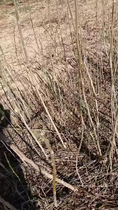 出售臭椿苗，巨峰葡萄苗。药用连翘苗，科研五号优质种苗，2/5年苗，药用连翘树，挂果树，全国包邮到家！财富密码18534302961