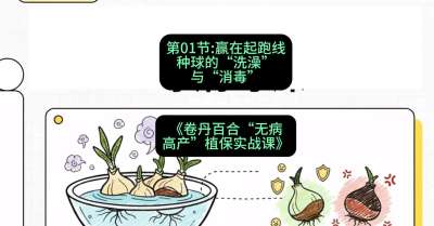 第01节：赢在起跑线&mdash;&mdash;种球的&ldquo;洗澡&rdquo;与&ldquo;消毒&rdquo;，课程：《卷丹百合&ldquo;无病高产&rdquo;植保实战课》#识农AI