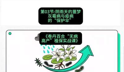 第03节：阴雨天的噩梦&mdash;&mdash;灰霉病与疫病的&ldquo;保护伞&rdquo;，课程：《卷丹百合&ldquo;无病高产&rdquo;植保实战课》#识农AI