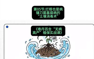 第05节：烂根也是病&mdash;&mdash;镰刀菌基腐病的&ldquo;土壤消毒术&rdquo; ，课程：《卷丹百合&ldquo;无病高产&rdquo;植保实战课》#识农AI