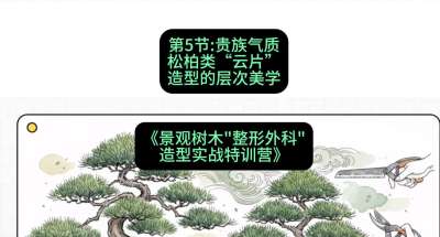 第05节：贵族气质&mdash;&mdash;松柏类&ldquo;云片&rdquo;造型的层次美学，课程：《景观树木&ldquo;整形外科&rdquo;造型实战特训营》#识农AI