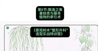 第06节：飘逸之美&mdash;&mdash;垂枝类与藤本植物的牵引术，课程：《景观树木&ldquo;整形外科&rdquo;造型实战特训营》#识农AI